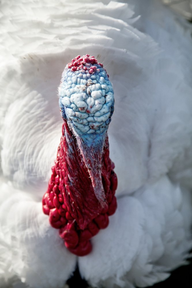 Photograph by Ирина Савицкая