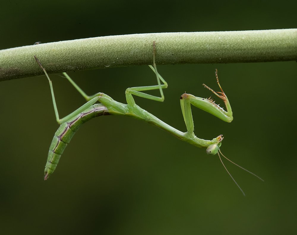 Mantis - Богомол