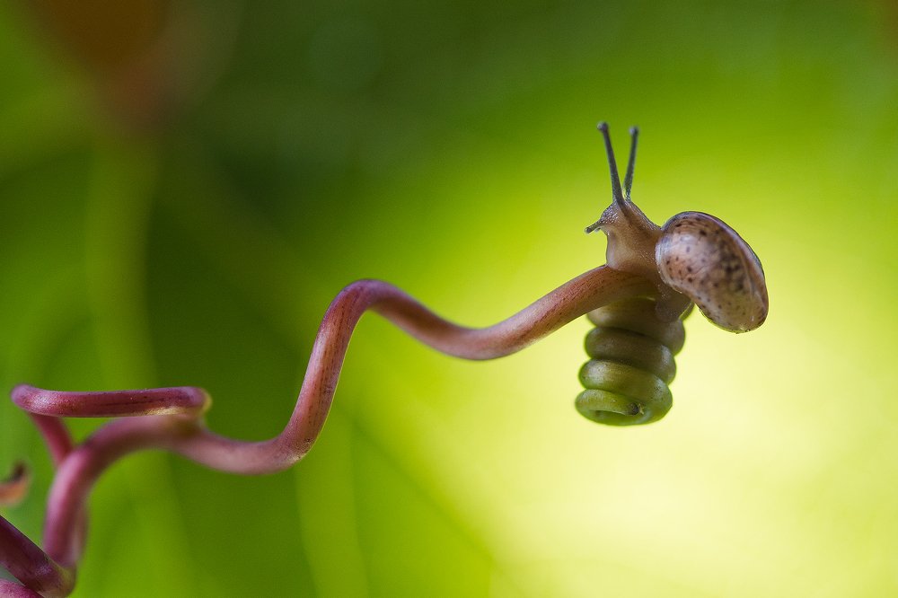 Мечтательница