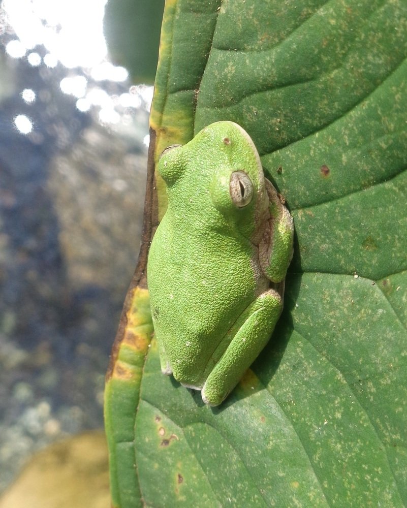 Small Eared Tree Frog in a Mexican forest