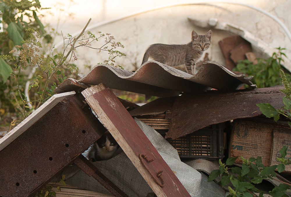 найди котенка)