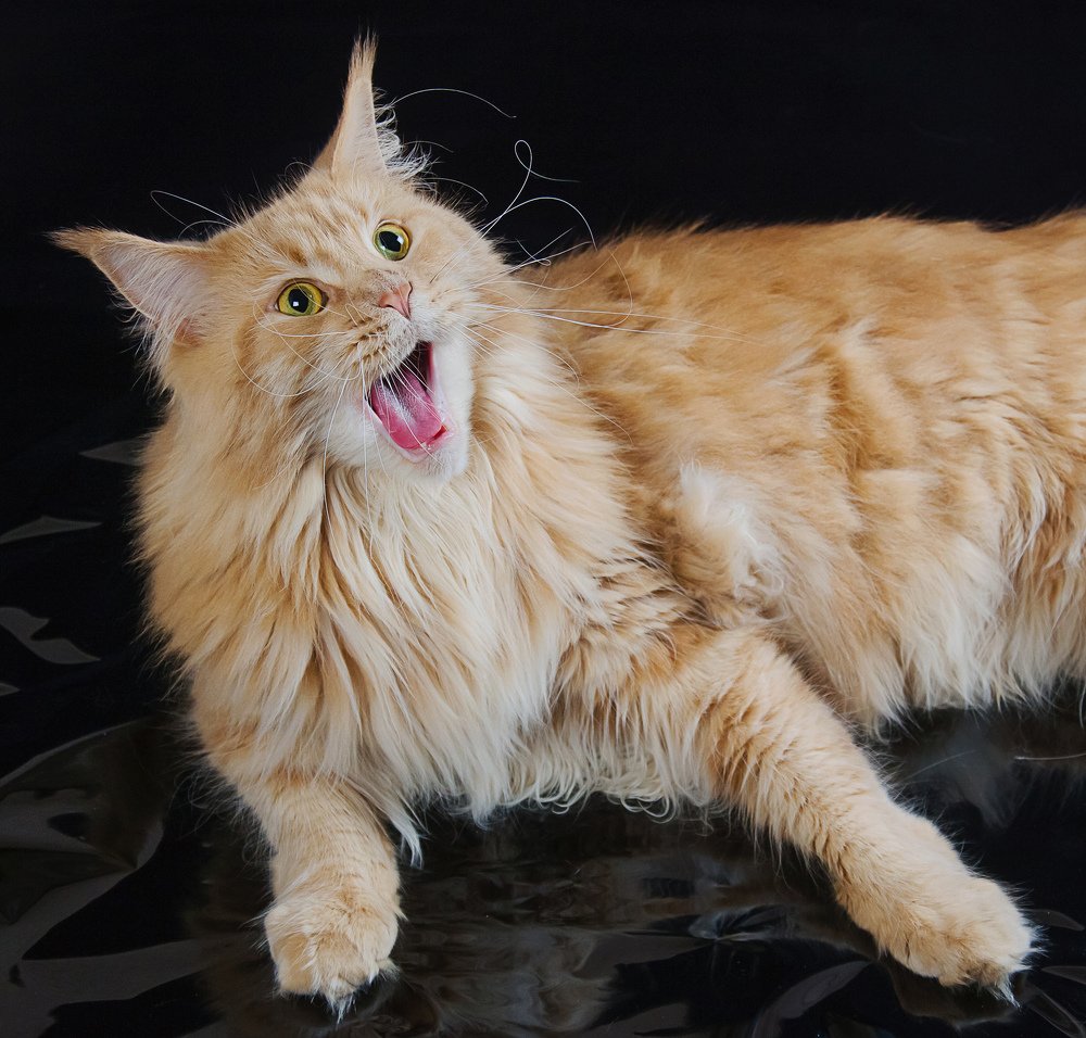 Скажи мяуууу