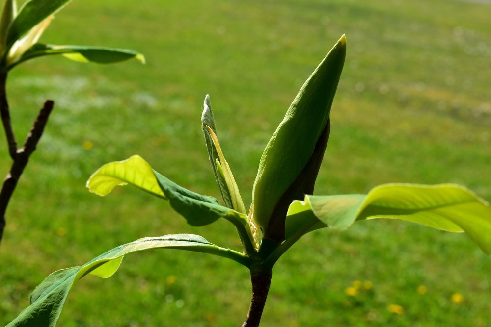 Blooming magnolia flower / Распускающийся цветок магнолии