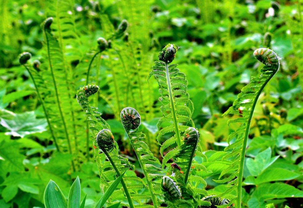Blooming fern / Распускающийся папоротник