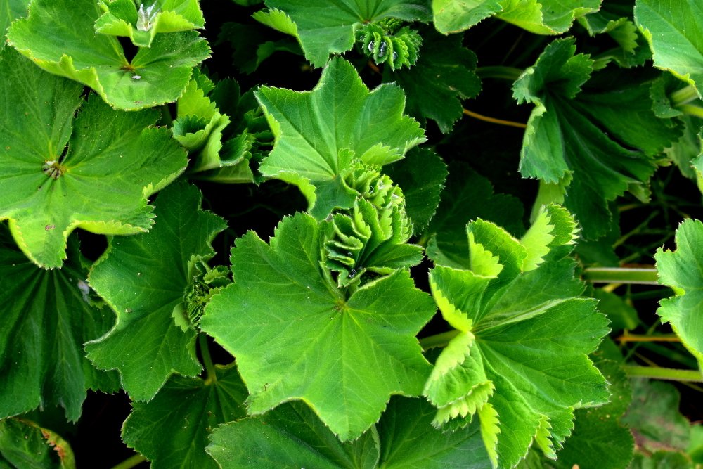 Lady's mantle leaves / Листья манжетки обыкновенной