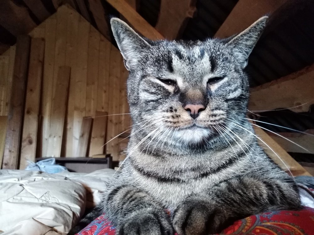 С добрррымУррртрром  (((