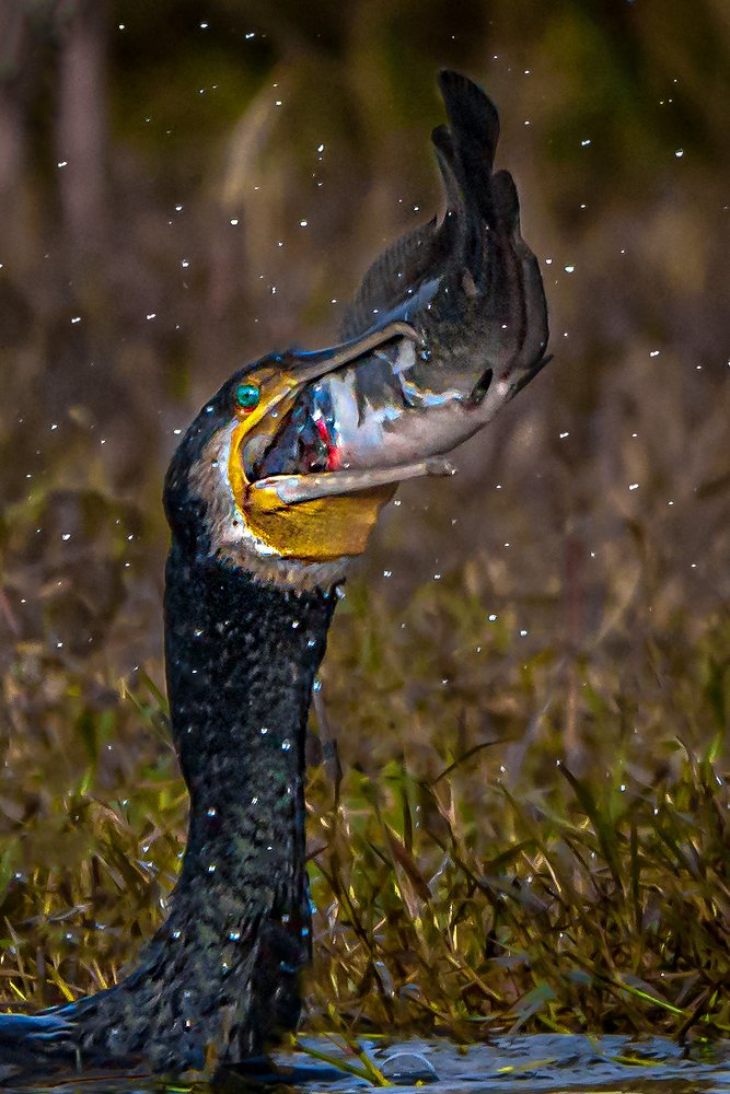 Photograph by Vipul Saxena