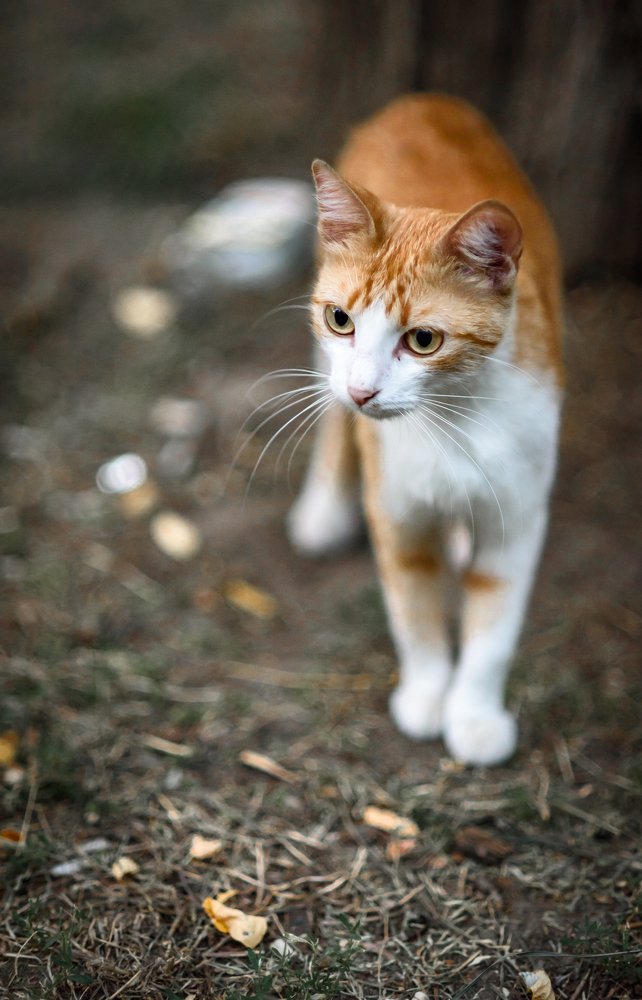 Рыжая кошка - осень.
