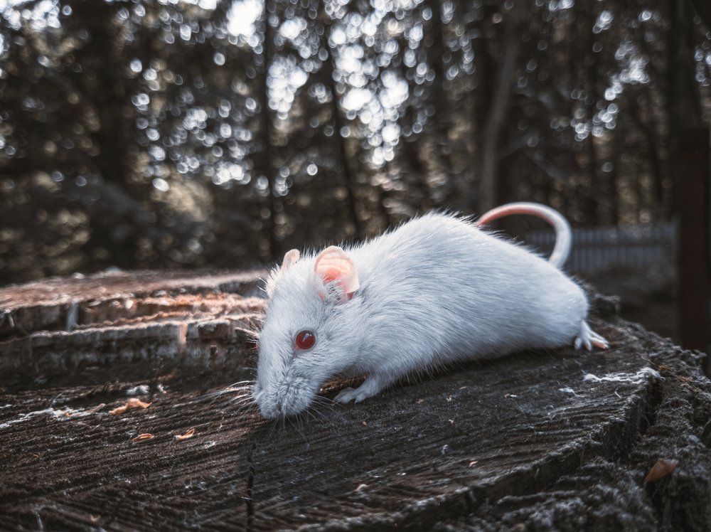 Photograph by Максим Белоус