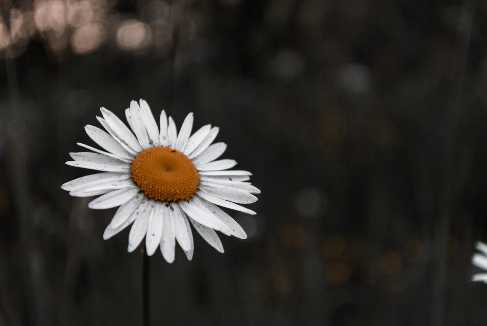 Photograph by Максим Белоус