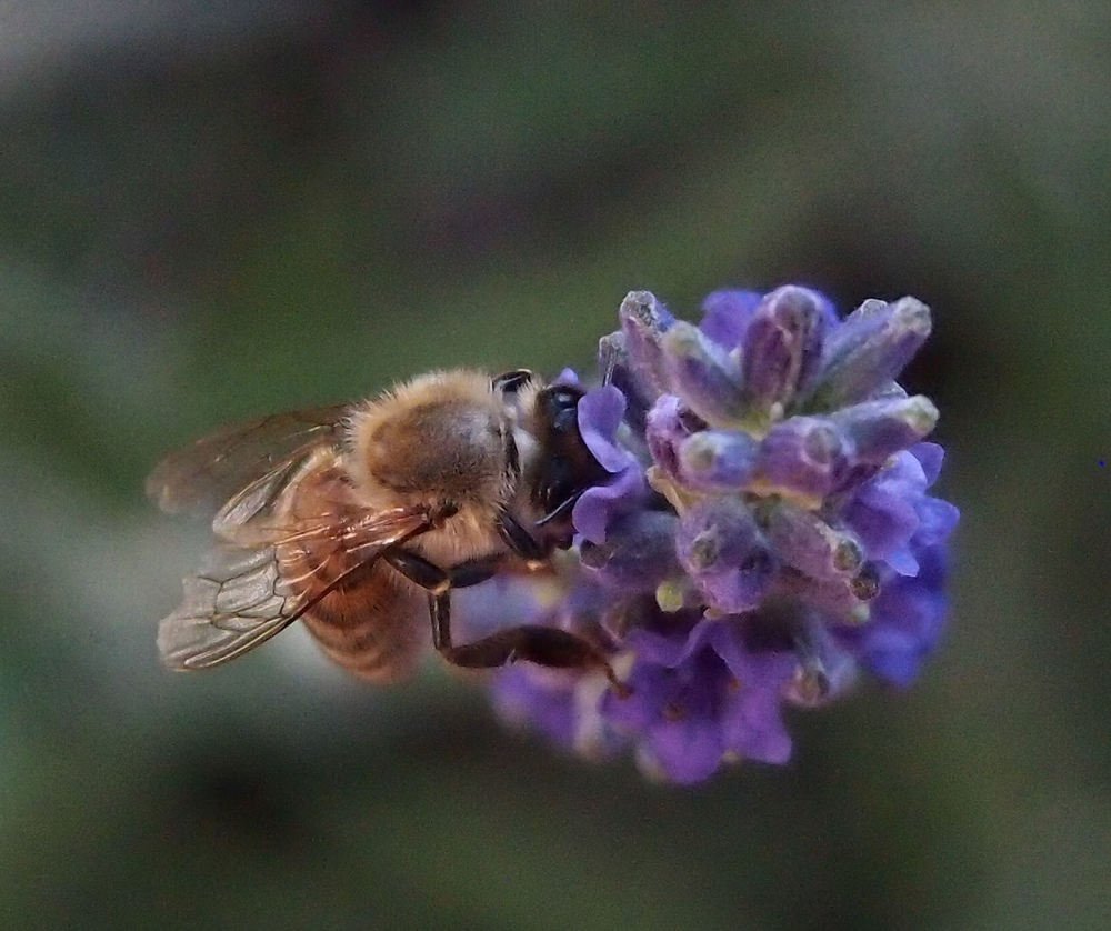 Photograph by sergio maritan