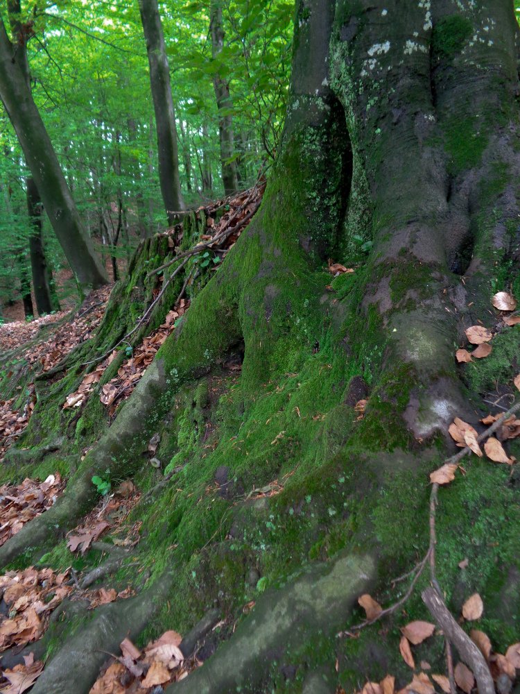 Photograph by Марина Осипова