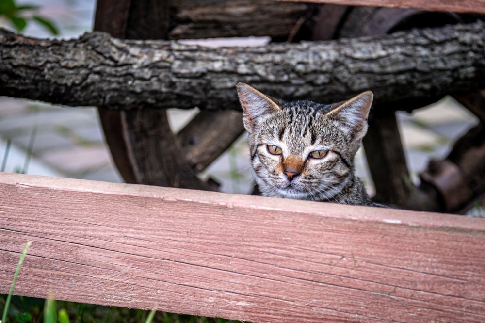 Любопытство