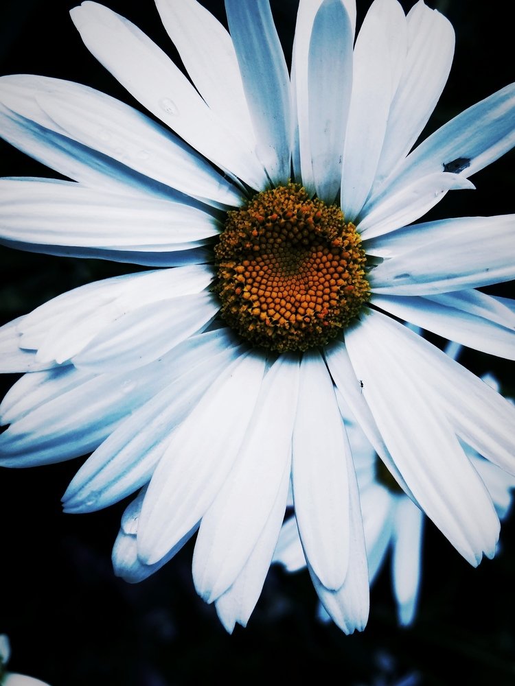 Photograph by Стефанова Татьяна