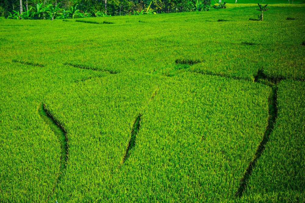 Green Bed
