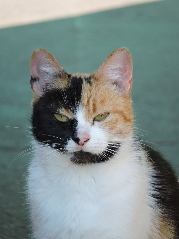Алиска, на которой природа отыгралась.