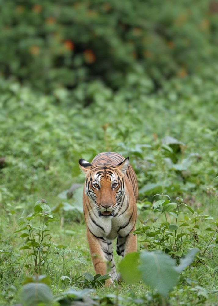 Photograph by Sunil Manikkath