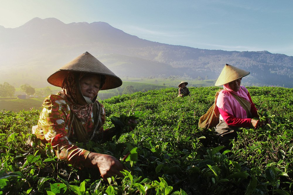 kemuning tea farmer