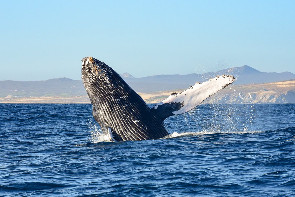 Whale Jumping