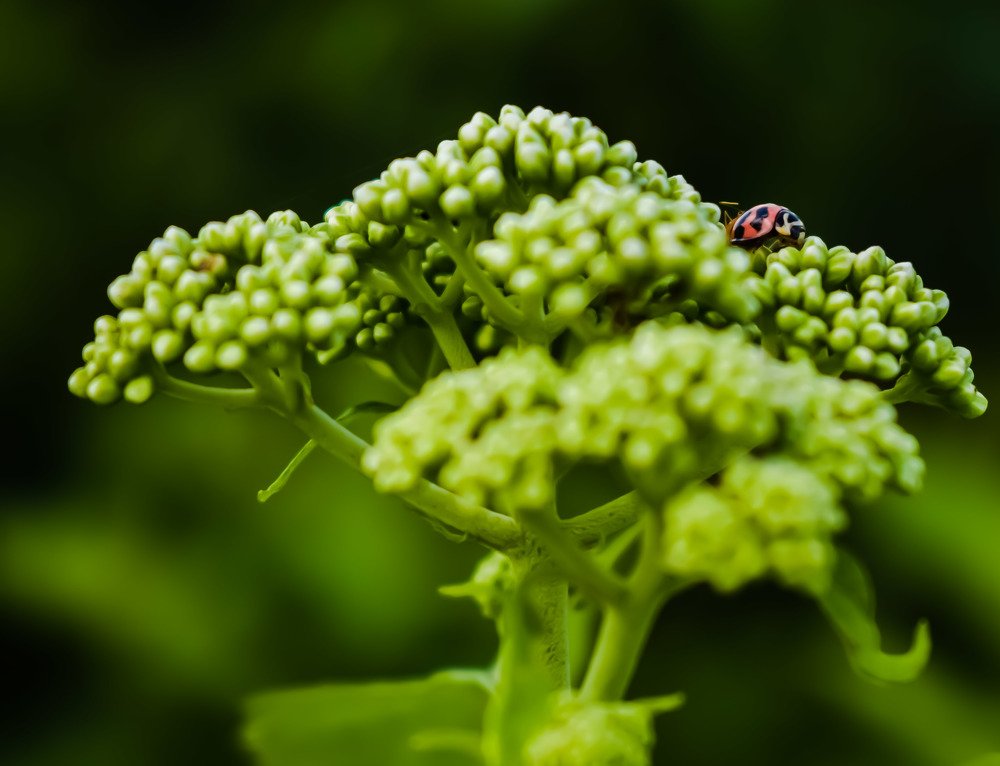 Photograph by setyadi Budi Siswoyo