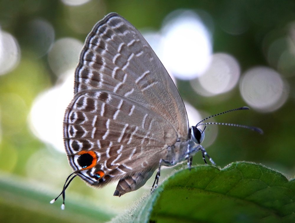 Photograph by royke kainde