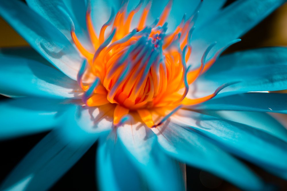 Deep Light Blue Lotos