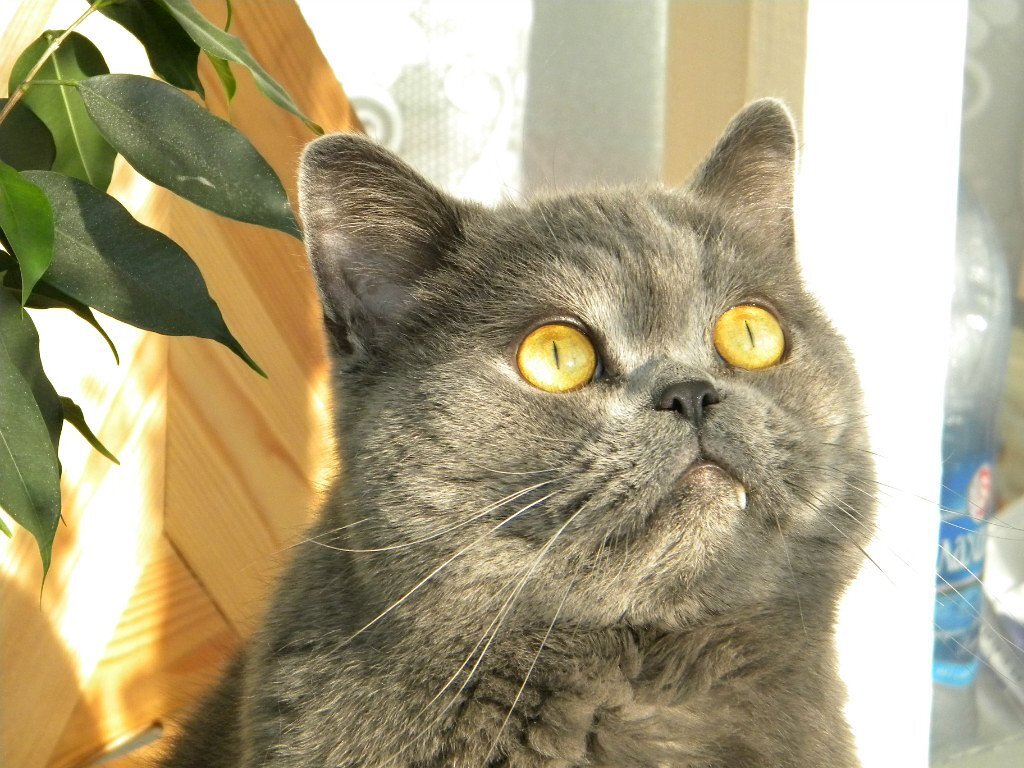 Мой друг Fedor