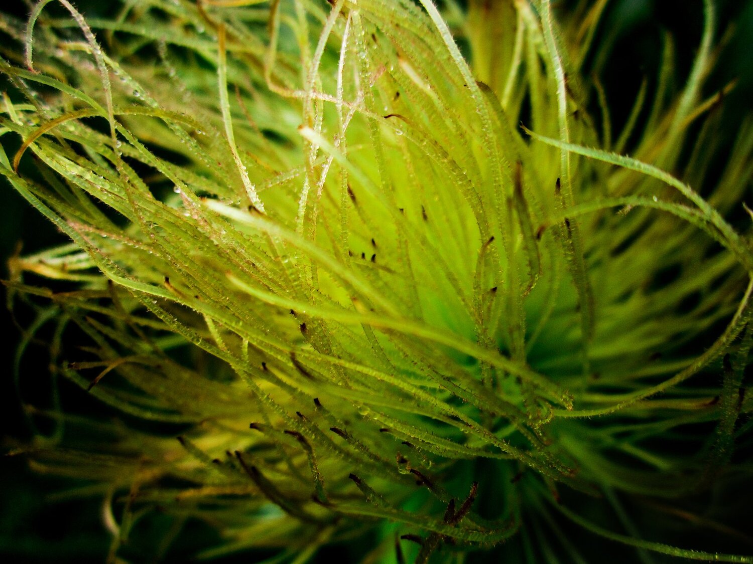 Corn Flower Clossup Photography