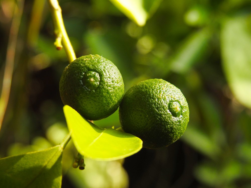 Зеленые апельсины.