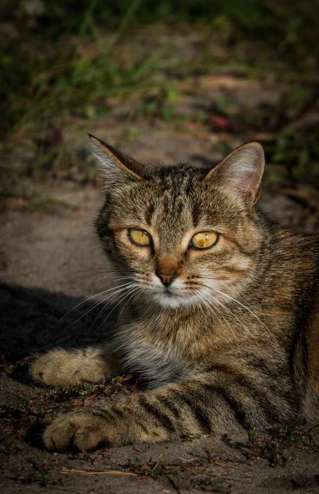 Портрет неизвестной