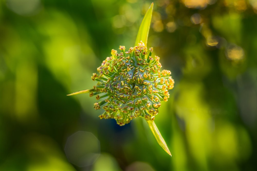 Photograph by Silvia Marcos