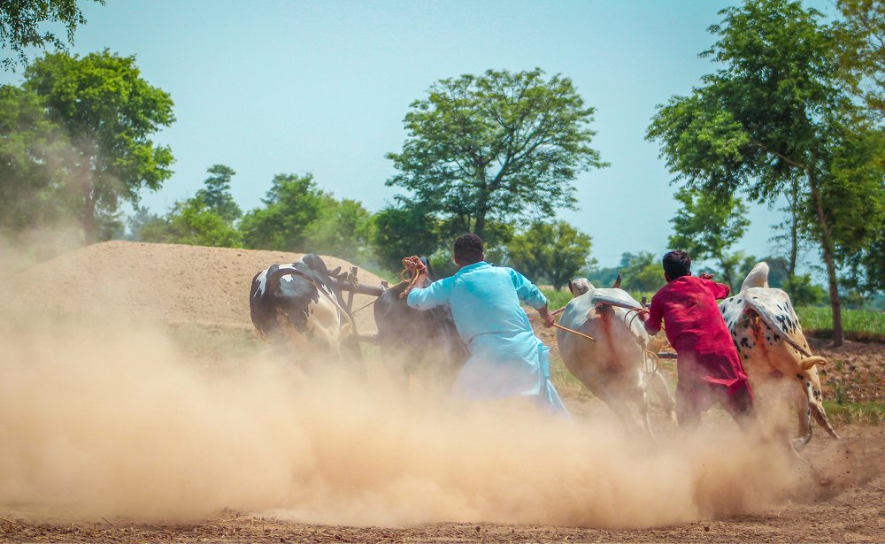 Traditional Bull Race