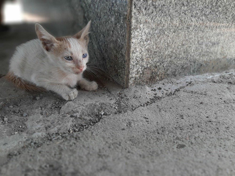 Photograph by Sahibpreet Kochar