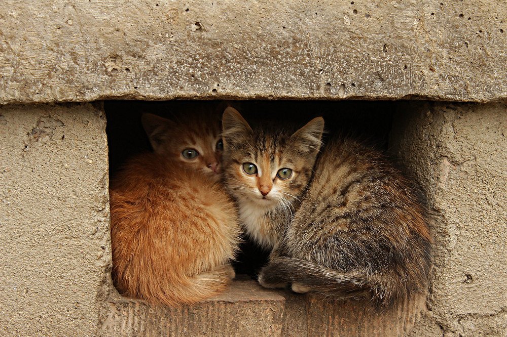 Photograph by Александра Шайдурова