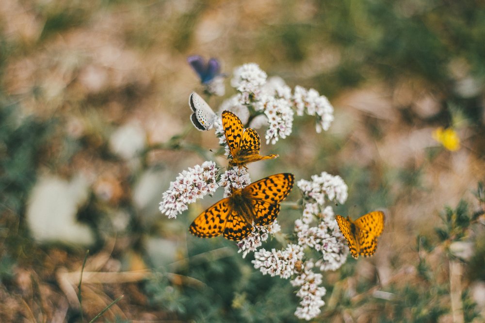 Photograph by Евгения Сосновская