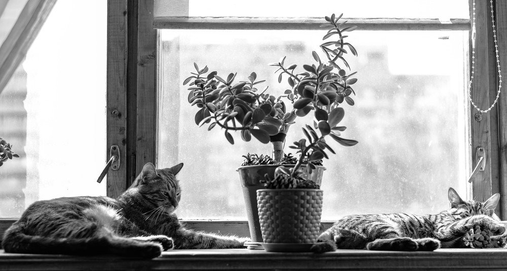 Кошки на окошке.