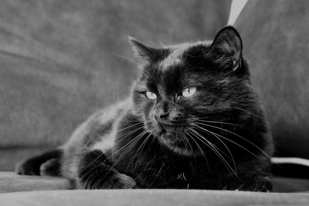 Чинук взрослый.