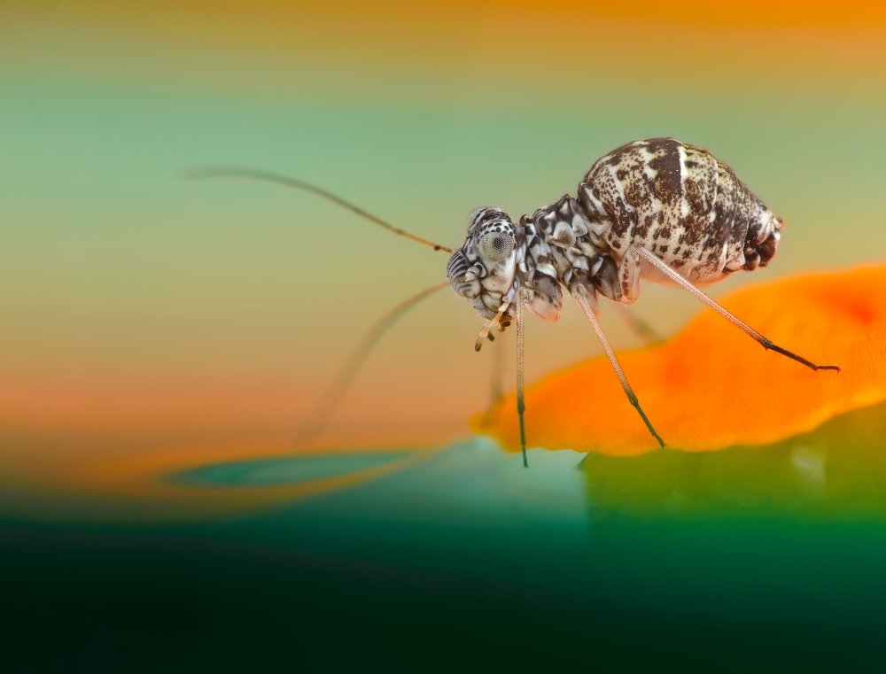 Нимфа сеноеда