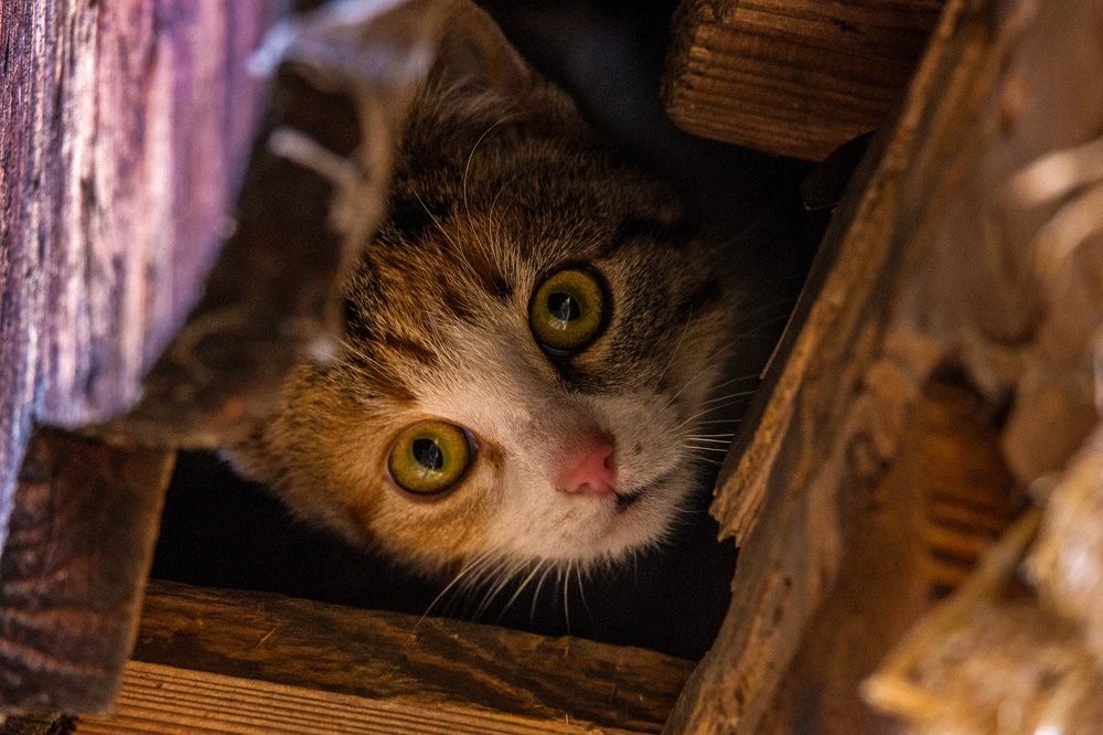 Photograph by Wiktor Baron