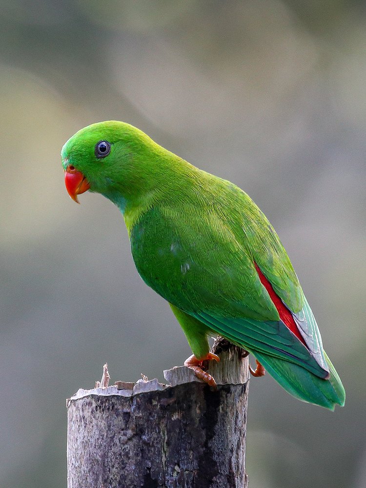 Photograph by Vishal Chandekar