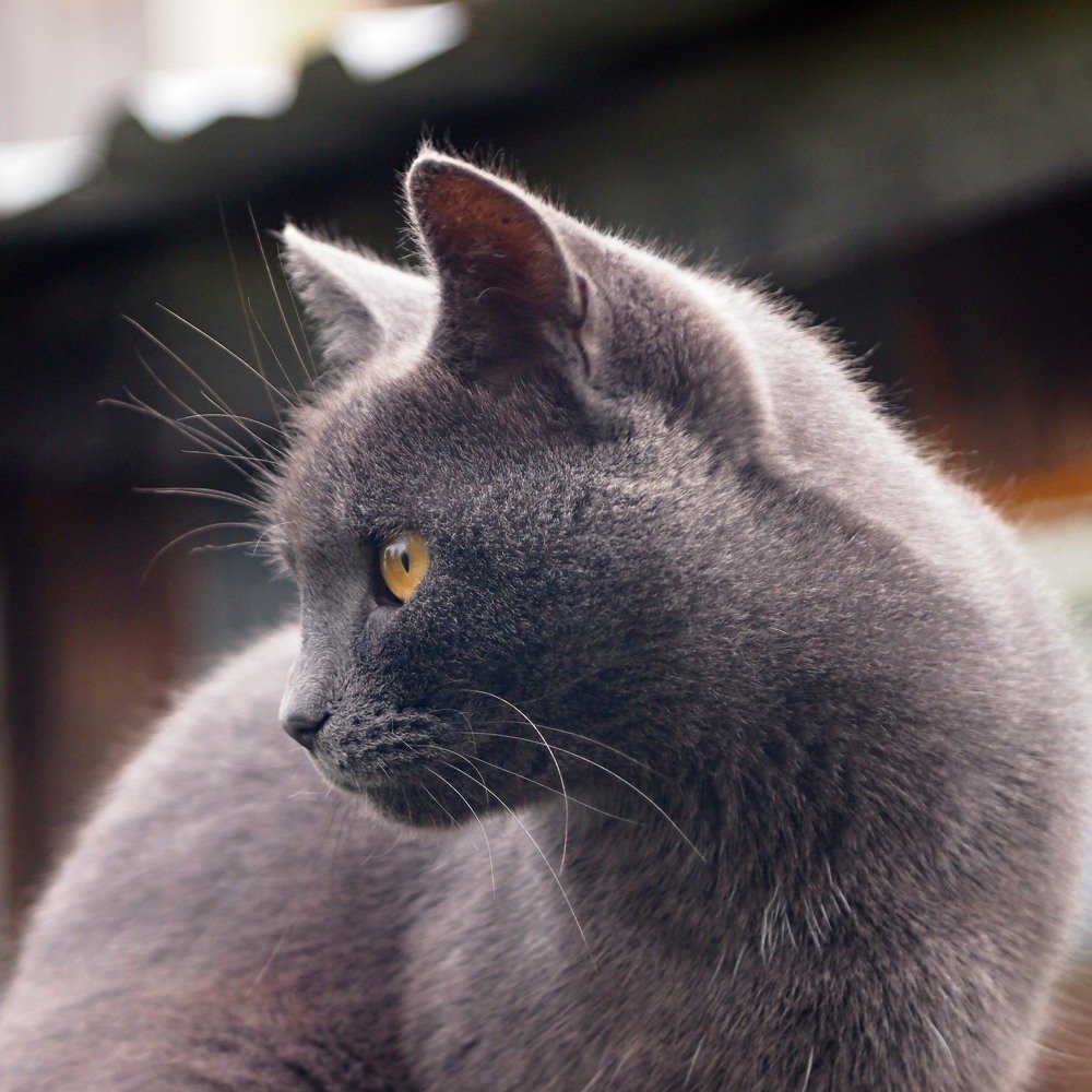 Photograph by Елена Трапезникова