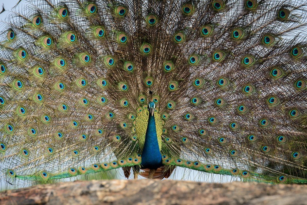 Photograph by Ivo Daskalov