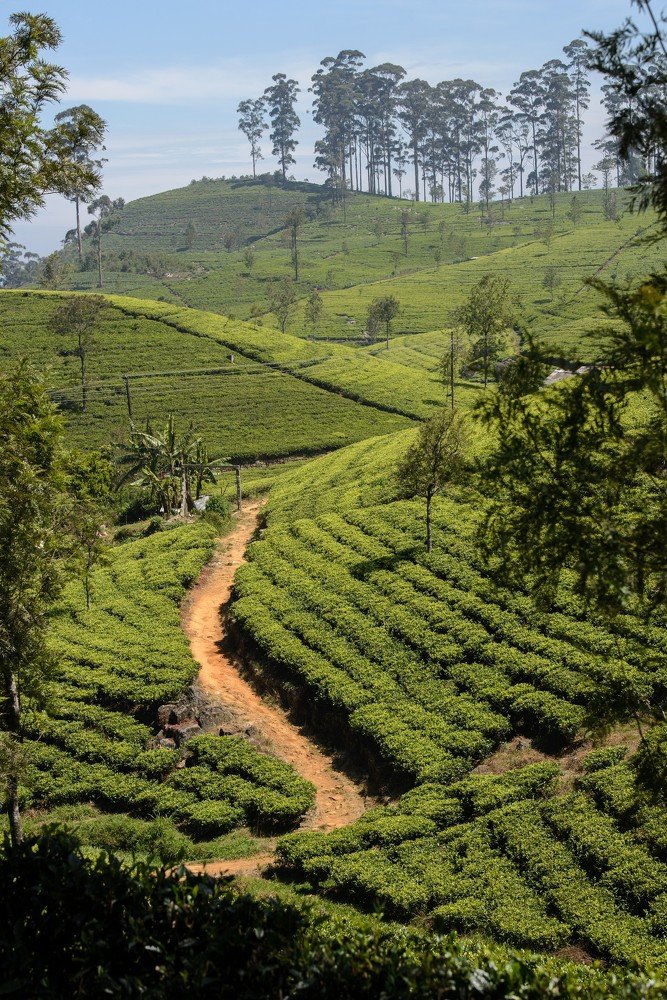The hills at Dambethenna near Lipton Seat