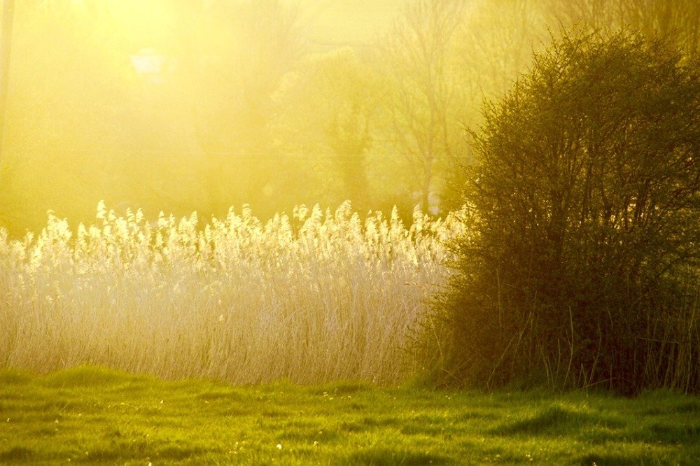 Mellow yellow