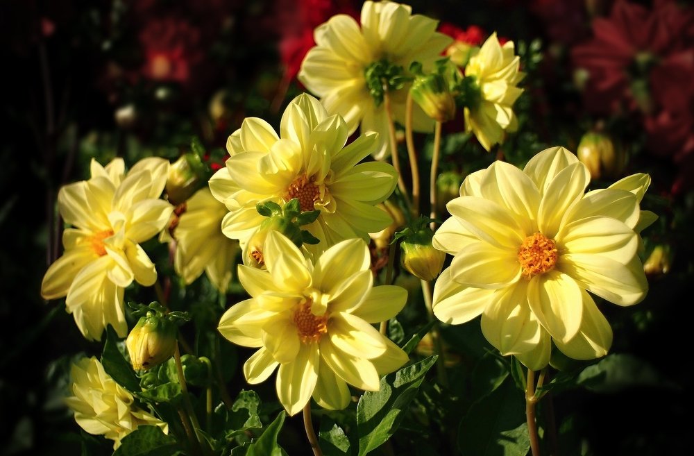 Photograph by Елена Трапезникова