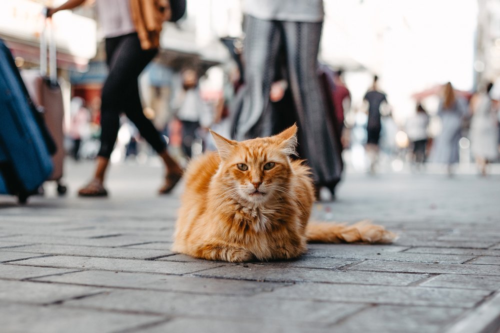 Photograph by Aleksandr Lapiner