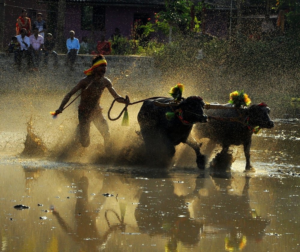 Photograph by B.KUSHA KUMAR Kumar