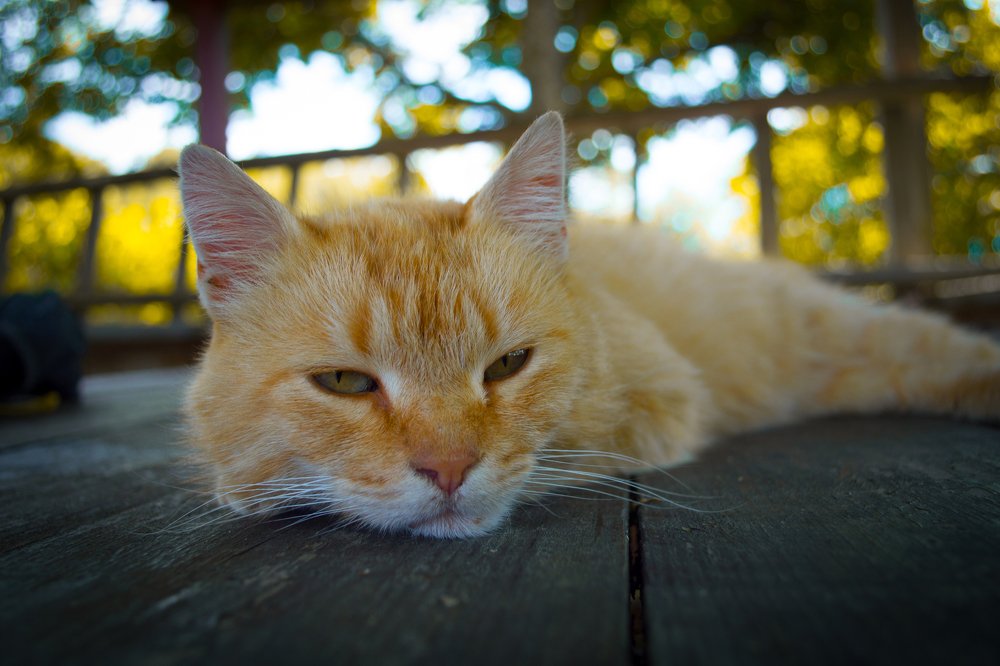 Photograph by Евгений Борисов