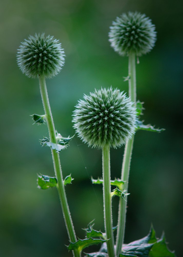 чупачупс незрелый