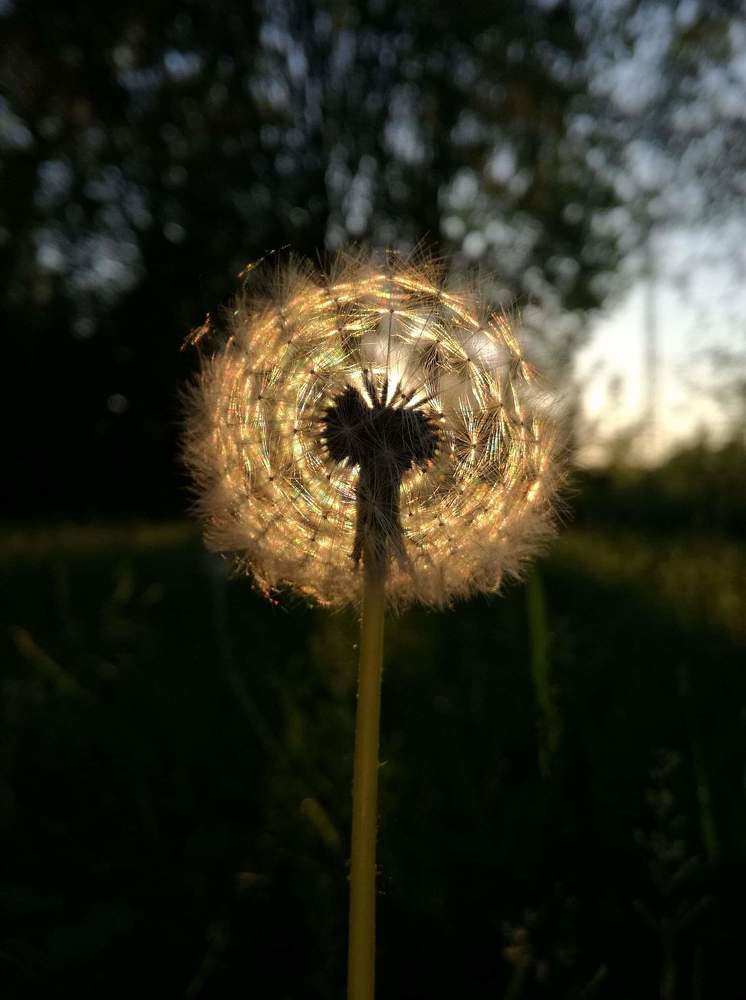 Photo #3563117